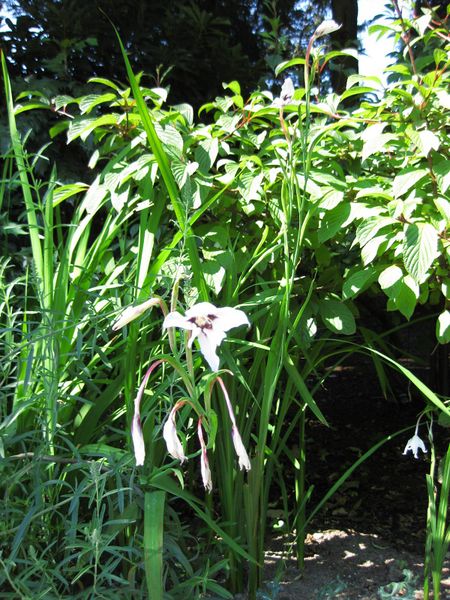 File:IMG 0299 nybg09.jpg