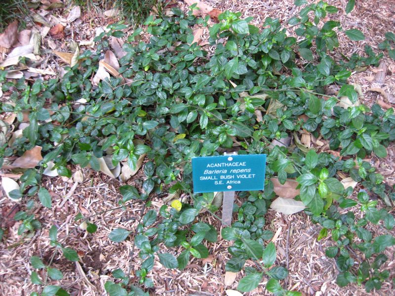 File:IMG 2361 ucla09.jpg