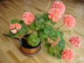 Garden geranium (Pelargonium x hortorum)