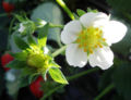 Strawberry flowers and developing fruit