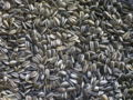 Sunflower seeds in many variations and sizes.