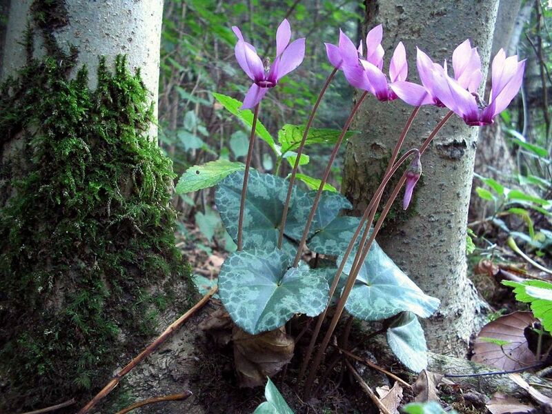 File:1024px-Cyclamen-purpurascens-Alpenveilchen.jpg