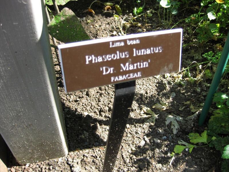 File:1024px-IMG 0378 nybg09.jpg