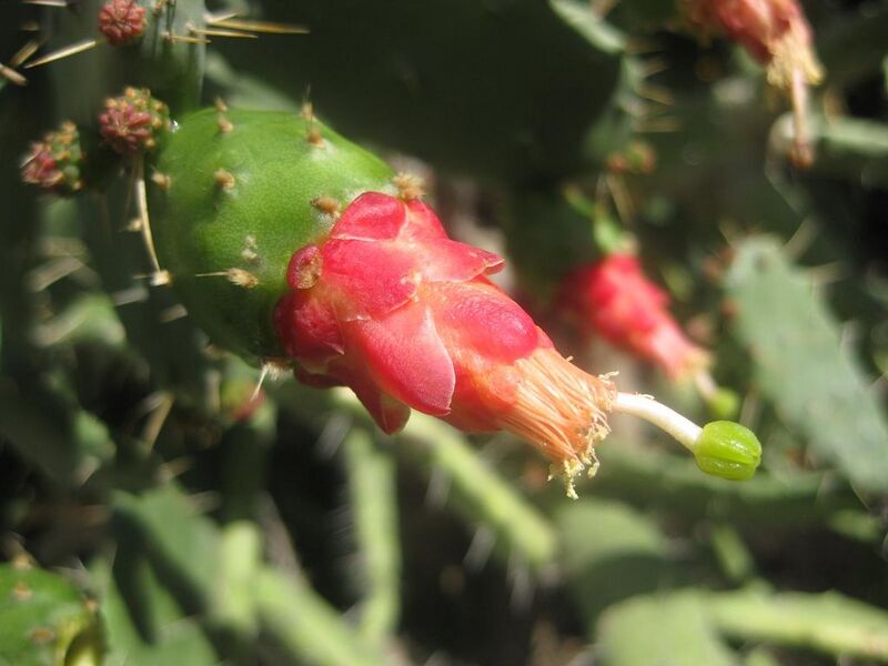 File:1024px-IMG 2270 hunt0903.jpg