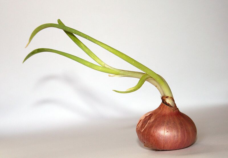 File:1024px-Onion whitebackground.jpg