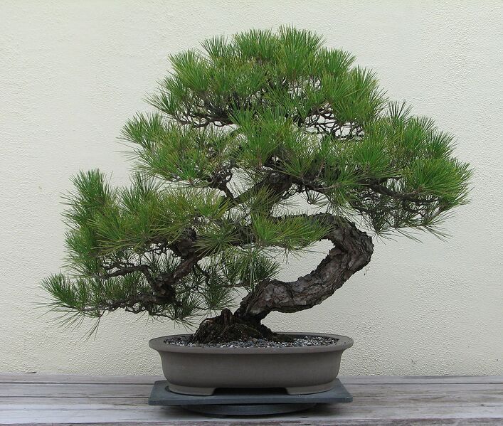 File:1208px-Japanese Black Pine, 1936-2007.jpg