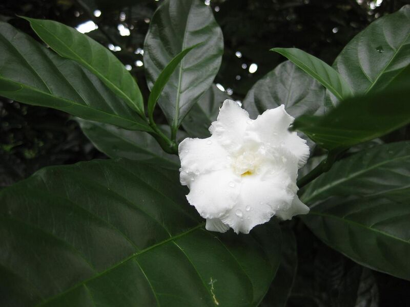 File:1280px-IMG 1206 bbg09.jpg