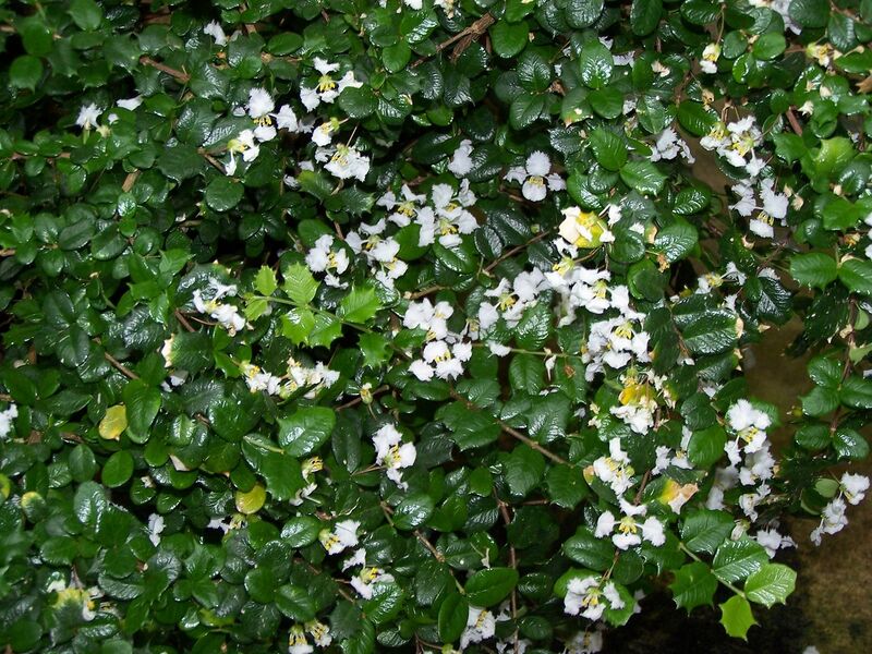 File:1280px-Malpighia coccigera 001.jpg