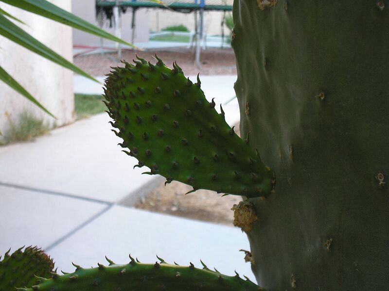 File:1280px-Prickly Pear 4half.JPG