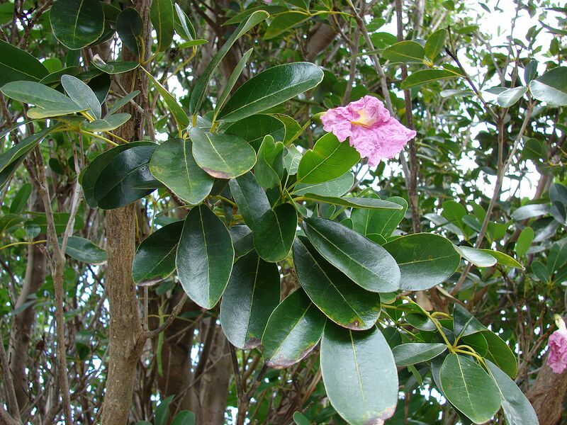 File:1280px-Starr 060928-0496 Tabebuia rosea.jpg