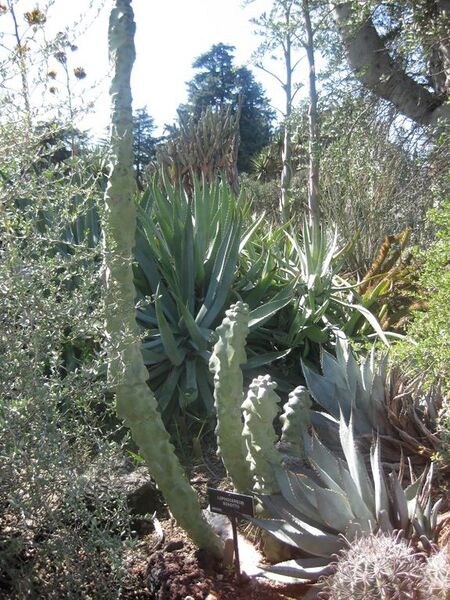 File:576px-IMG 2434 hunt0903.jpg