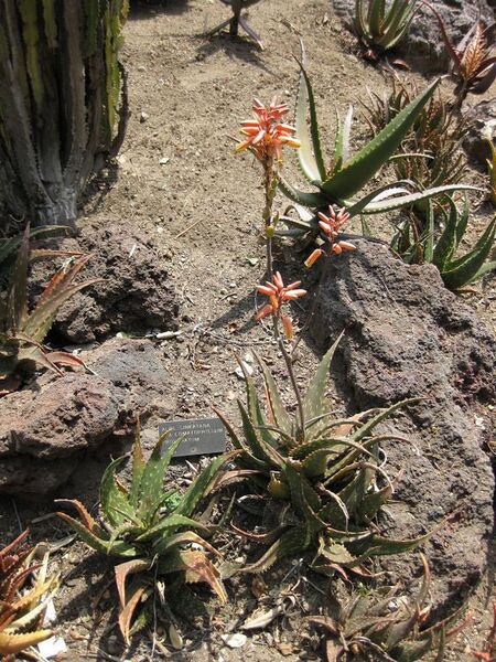 File:576px-IMG 4352 hunt0904.jpg