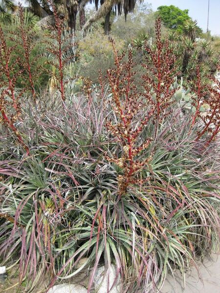 File:576px-IMG 4398 hunt0904.jpg