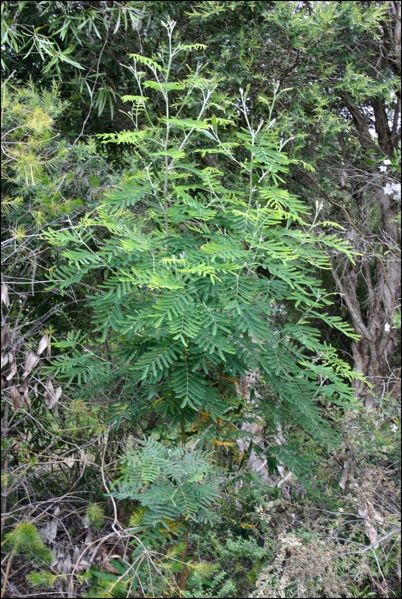 File:Acacia melanoxylon a.jpg