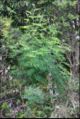 Juvenile tree
