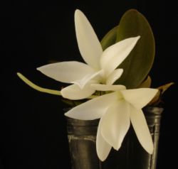 Aerangis fastuosa
