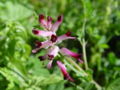 Fumaria officinalis