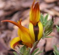 Thumbnail for version as of 04:27, 15 June 2007