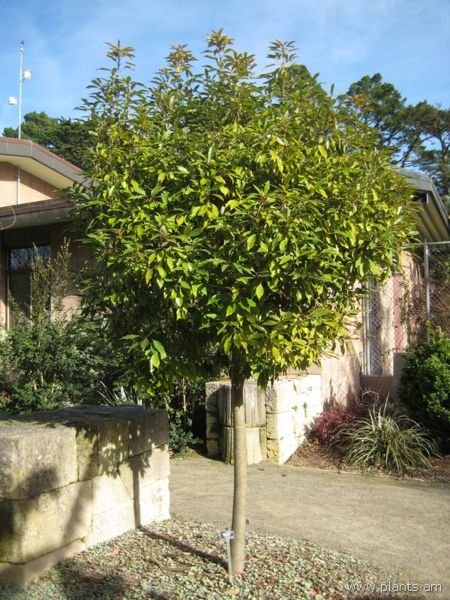File:Neolitsa sericea-IMG 7467 sfbg0308.jpg