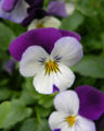 Purple and white cultivar
