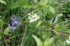 Vinca herbacea leaves and flowers