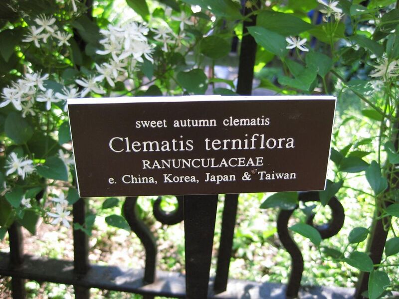 File:1024px-IMG 0238 nybg09.jpg