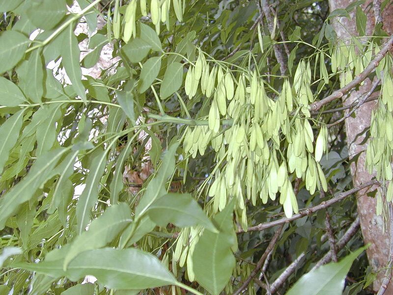 File:1024px-Starr 030405-0112 Fraxinus uhdei.jpg