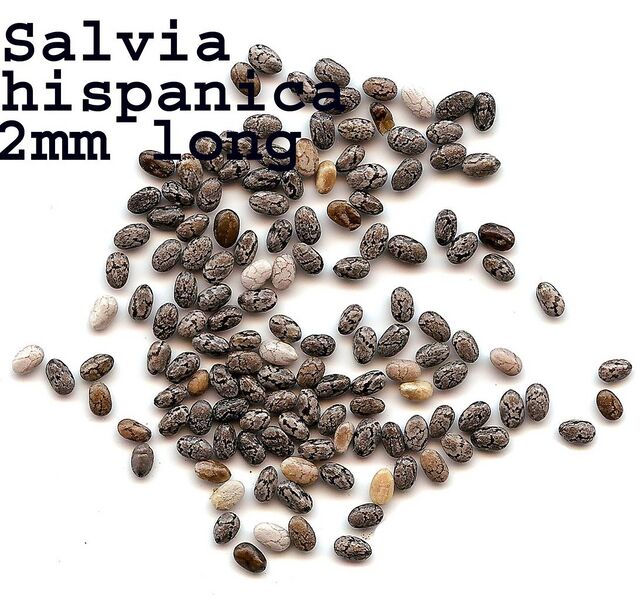 File:1094px-Salviahispanicaseeds.jpg