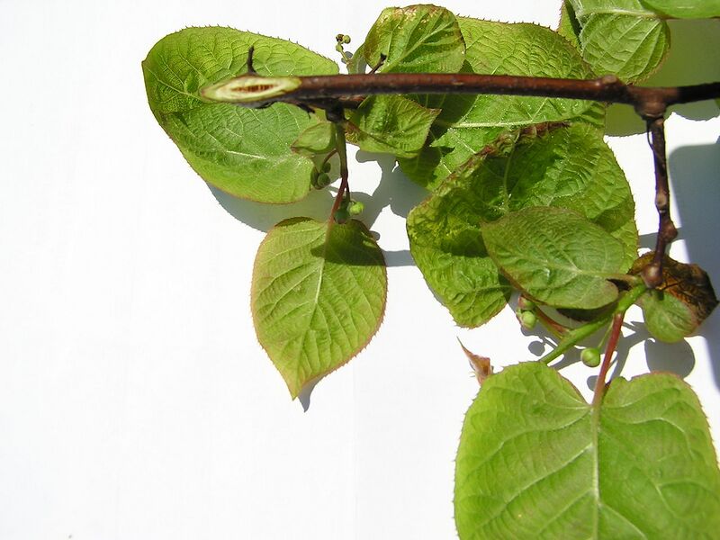 File:1280px-Actinidia kolomikta2.jpg