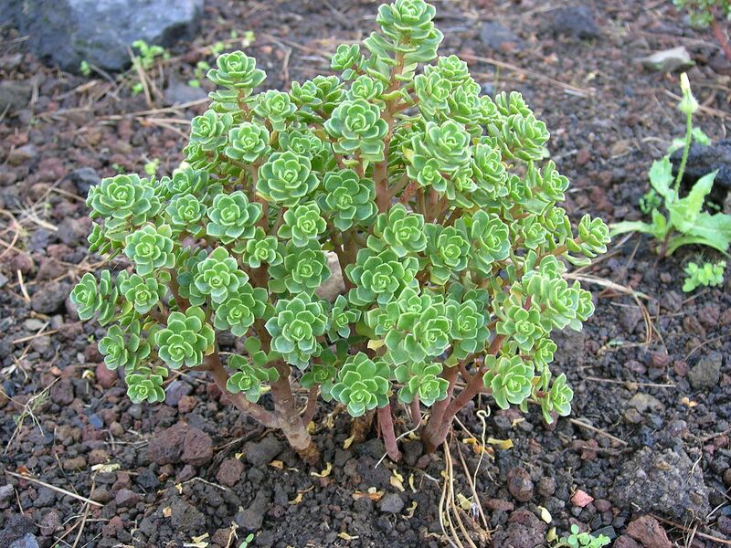 File:1280px-Aeonium spathulatum ssp spathulatum.JPG