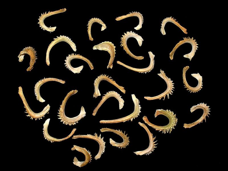 File:1280px-Calendula officinalis 004.JPG