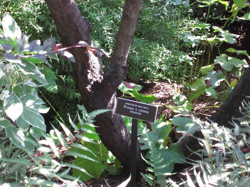 File:1280px-IMG 0024 nybg09.jpg