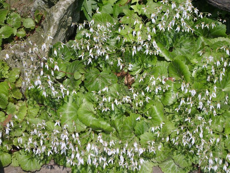 File:1280px-Saxifraga stolonifera 02.JPG