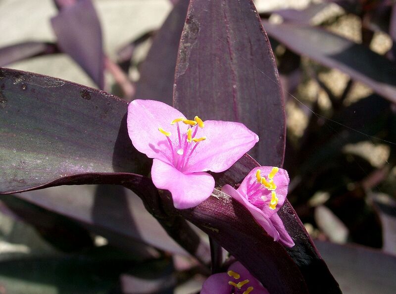 File:1280px-Tradescantia pallida Purpurea2.jpg