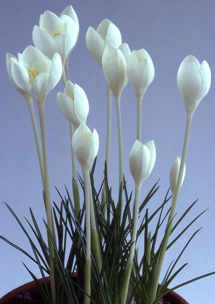 File:544px-Crocus goulimyi albus.jpg