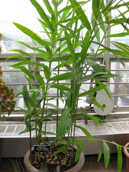 File:576px-IMG 1022 bbg09.jpg