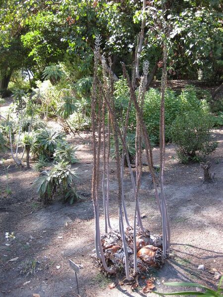 File:576px-IMG 1884 hunt09oct.jpg