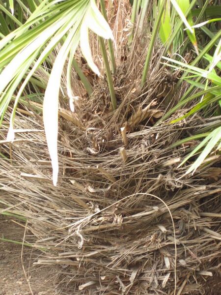 File:576px-IMG 4062 hunt0904.jpg