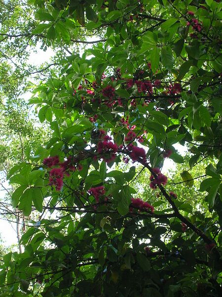 File:576px-Starr 060306-6603 Syzygium malaccense.jpg
