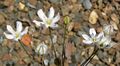 Thumbnail for version as of 10:32, 29 April 2025