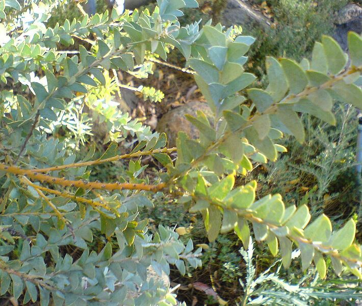 File:909px-Acacia cultriformis leaves.jpg