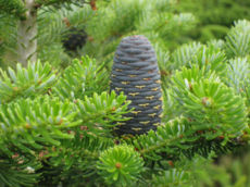 Korean Fir (Abies koreana) cone and foliage