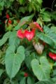 An anthurium in bloom at Marie Selby Botamical Gardens, Sarasota, Florida
