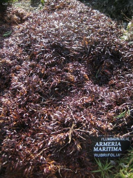 File:Armeria maritima-rubrifolia-IMG 7488 sfbg0308.jpg