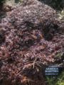 Armeria maritima "rubrifolia"