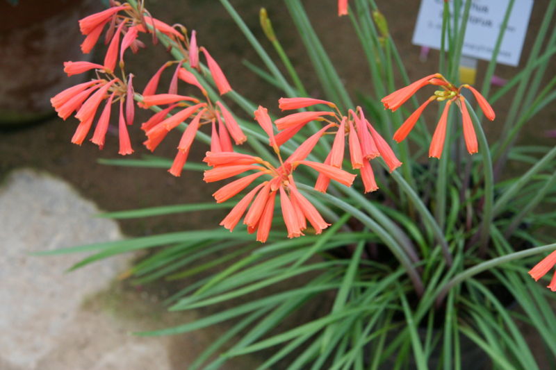 File:Cyrtanthus parviflorus01.jpg