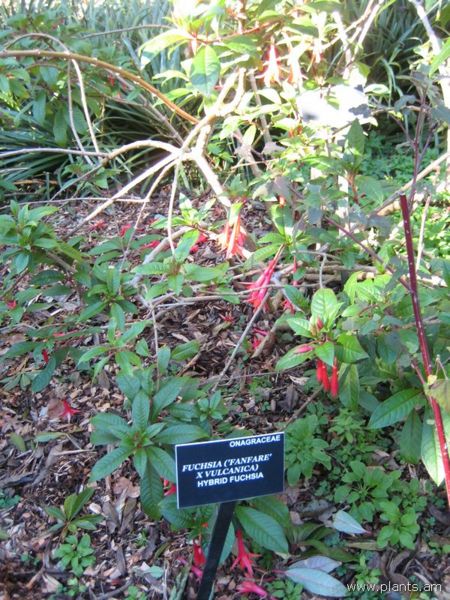 File:Fuchsia-hybr.-fanfare-x-vulcanica-IMG 7040 sfbg0308.jpg