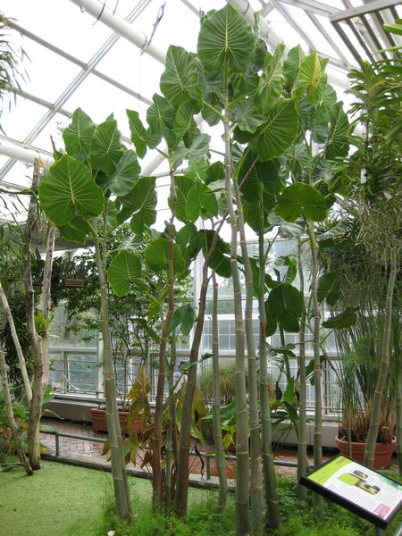 File:IMG 1007 bbg09.jpg
