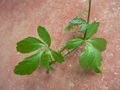 Thumbnail for version as of 13:02, 17 October 2007