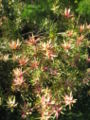 Leucadendron - safari sunset